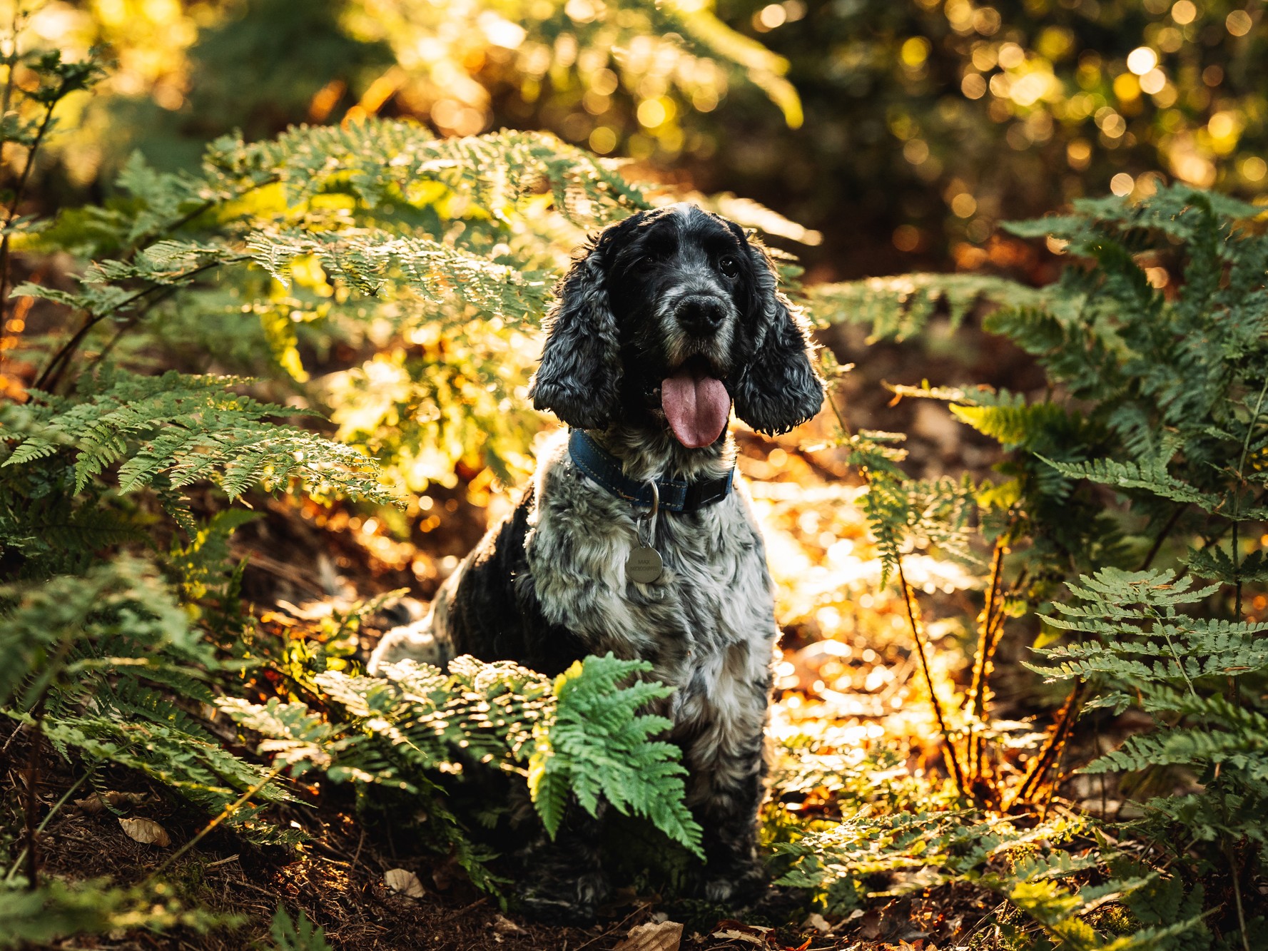 Leeds Pet Photoshoot